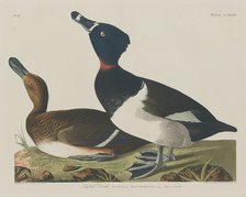 Tufted Duck, 1834. Creator: Robert Havell.
