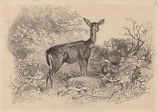 Une biche. Creator: Karl Bodmer.