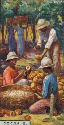 'Cocoa, 2. - Opening the Pods, Trinidad', 1928. Artist: Unknown.