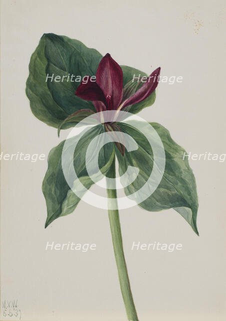 Whippoorwill Flower (Trillium H.), 1937. Creator: Mary Vaux Walcott.