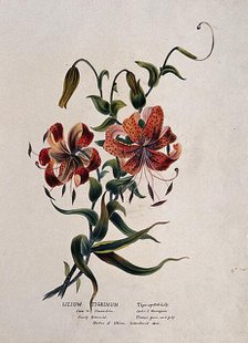 Tiger lily (Lilium lancifolium): flowering stem, (c1850?). Creator: Unknown.