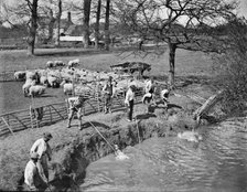 Shepherds washing their flock, Radcot Bridge, Grafton And Radcot, Oxfordshire, 1885. Artist: Henry Taunt