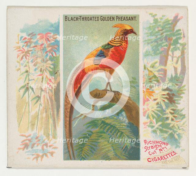 Black-Throated Golden Pheasant, from Birds of the Tropics series (N38) for Allen & Ginter ..., 1889. Creator: Allen & Ginter.