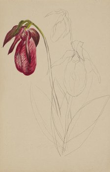 Untitled (Unfinished Sketch), n.d. Creator: Mary Vaux Walcott.