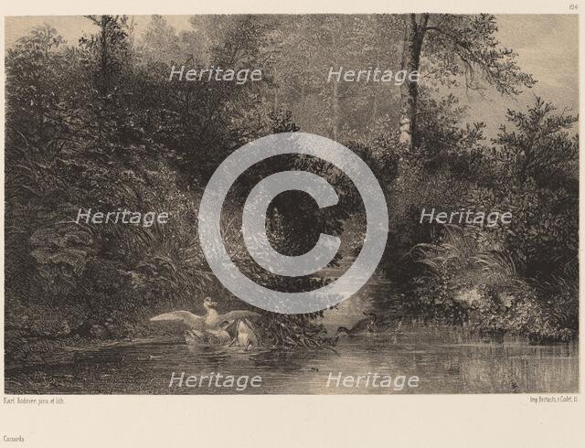 Canards. Creator: Karl Bodmer.