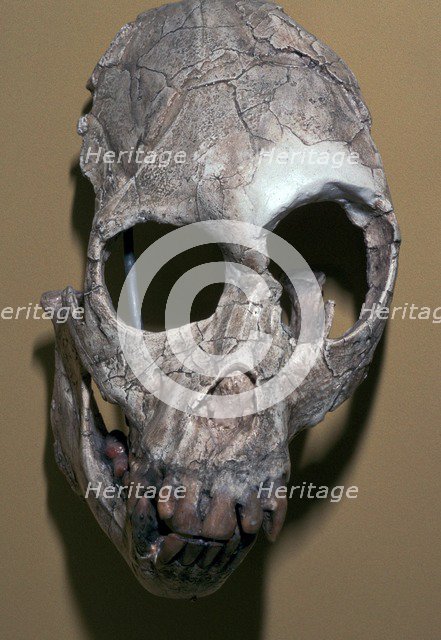 Skull of Proconsulus Africanus. Artist: Unknown