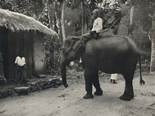 'Elefant auf einem Wege bei Kandy', 1926. Artist: Unknown.