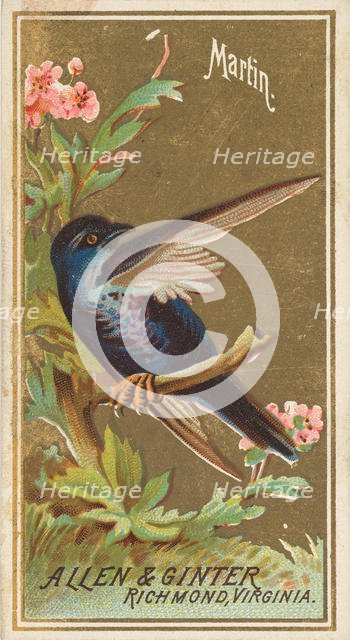Martin, from the Birds of America series (N4) for Allen & Ginter Cigarettes Brands, 1888. Creator: Allen & Ginter.