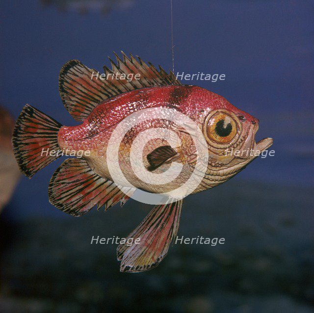 Model of a Pristigenus Substriatus. Artist: Unknown