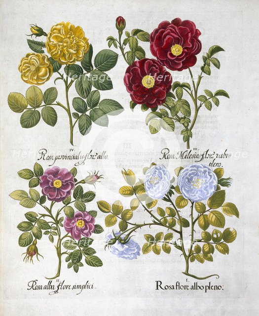 Roses, 1613. Artist: Unknown