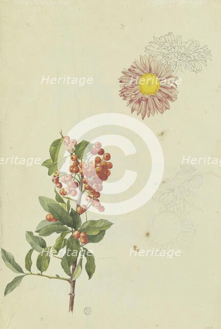 Firethorn and Chrysanthemum, 1817. Creator: Franz Theobald Horny.