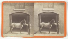 Untitled, [horse and groom], 1875/99.  Creator: Unknown.