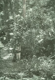 ''Un coin de brousse (bush) dans Natal; Afrique Australe', 1914. Creator: Unknown.