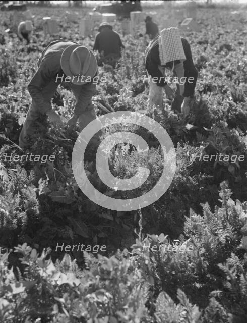 Migratory field worker pulling carrots, Imperial Valley, California, 1939. Creator: Dorothea Lange.
