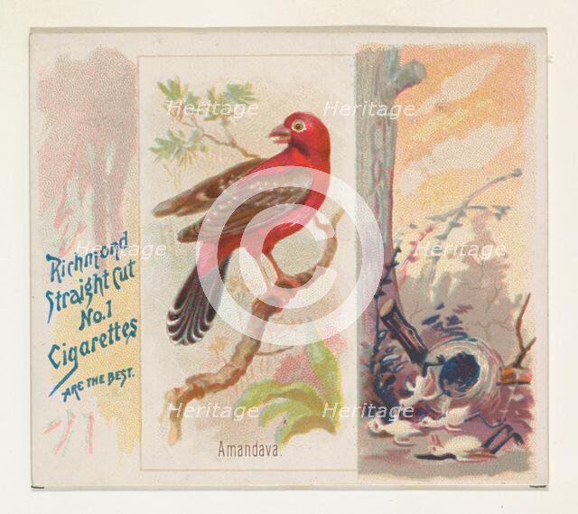 Amandava, from the Song Birds of the World series (N42) for Allen & Ginter Cigarettes, 1890. Creator: Allen & Ginter.