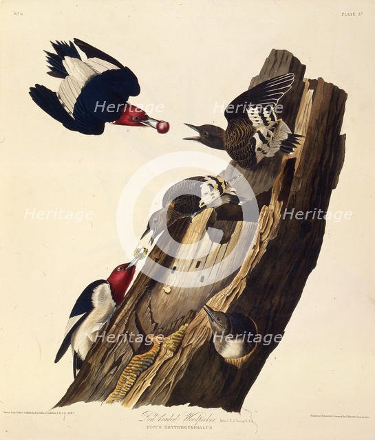 The red-headed woodpecker. From "The Birds of America", 1827-1838. Creator: Audubon, John James (1785-1851).