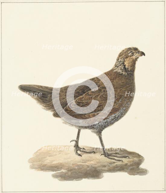Bobwhite (Colinus Virginianus), 1759-1842. Creator: Pieter Bartholomeusz. Barbiers.