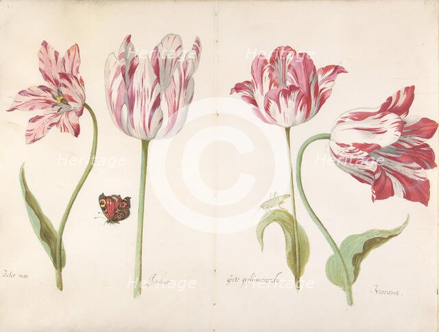 Four Tulips: Boter man (Butter Man), Joncker (Nobleman), Grote geplumaceerde..., ca. 1635-45. Creator: Jacob Marrel.