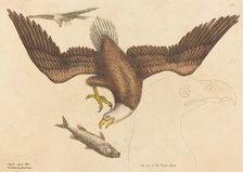 The Bald Eagle (Falco leucocephalus), published 1731-1743. Creator: Mark Catesby.