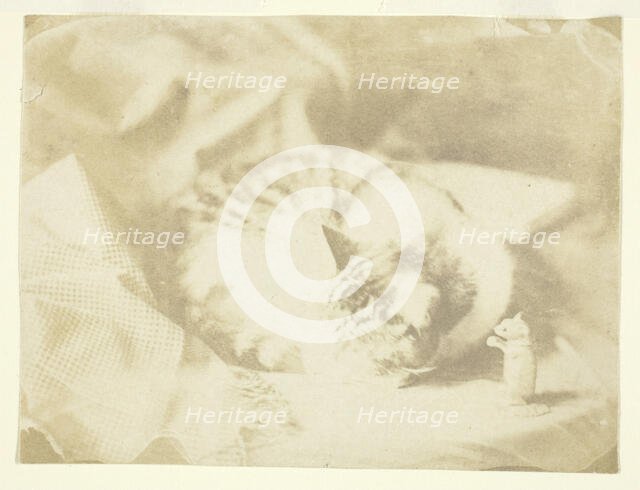 Mrs. Craik's Cat, 1850/59. Creators: Unknown, Benjamin Mulock.