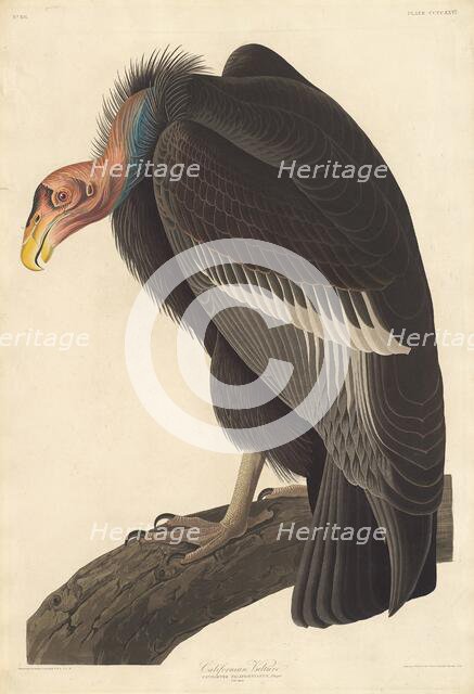 Californian Vulture, 1838. Creator: Robert Havell.