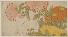 Chrysanthemums, Japan, early 1780s. Creator: Shunsho.