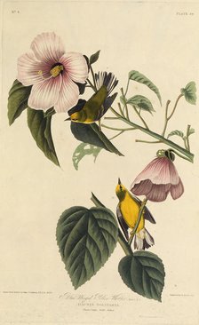 Blue winged yellow warbler. From "The Birds of America", 1827-1838. Creator: Audubon, John James (1785-1851).