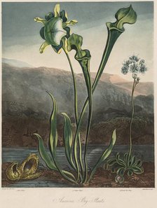The Temple of the Flora: American Bog Plants. Creator: Thomas Sutherland (British, 1785-aft 1825); Robert John Thornton (British, 1768-1837).