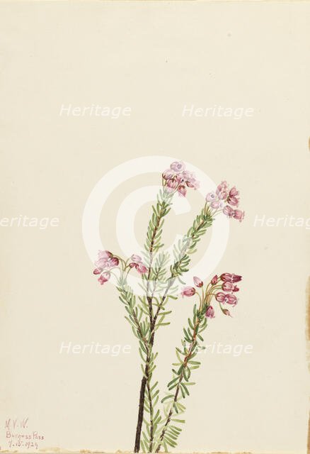 Pink Mountain Heather (Phyllodoce empetriformis), 1924. Creator: Mary Vaux Walcott.