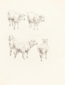 Five Sheep. Creator: Robert Hills.