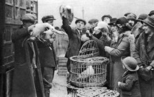 Poultry merchants, Caledonian Market, London, 1926-1927. Artist: Unknown