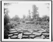 Lily pond in Como Park, St. Paul, Minn., c1902. Creator: William H. Jackson.