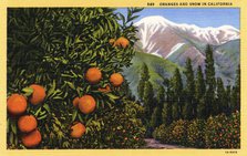 'Oranges and Snow in California', postcard, 1931. Artist: Unknown