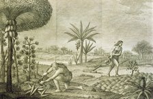 Several vegetable crops of the Indians living in the Orinoco and Amazon (Marañon), 1780 Italian e…