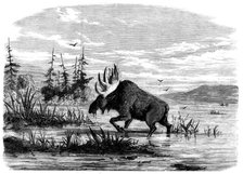 Moose-hunting in Canada - a Bull Moose feeding, 1858. Creator: Unknown.