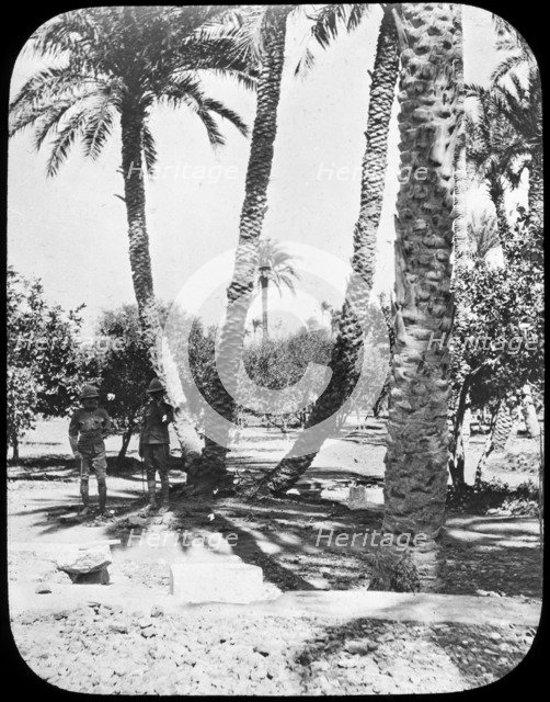 General Gordon's Garden, Khartoum, Sudan, c1890. Creator: Newton & Co.