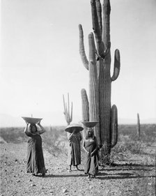 Maricopa women gathering fruit from Saguaro cacti, 1907, c1907. Creator: Edward Sheriff Curtis.