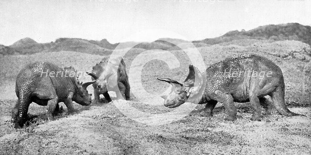 A group of triceratops, 20th century. Artist: Unknown