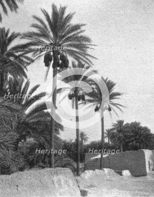 ''Le bas Sahara-Les Oasis, palmiers dattiers; Afrique du nord', 1914. Creator: Unknown.