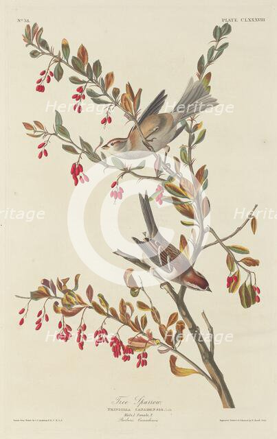 Tree Sparrow, 1834. Creator: Robert Havell.
