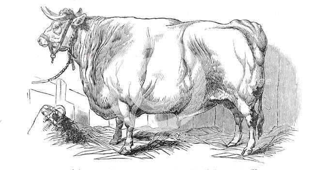 Mr. Smith's 3 years and 3/4 months old short-horned steer - prize £20, and silver medal, 1844. Creator: Unknown.