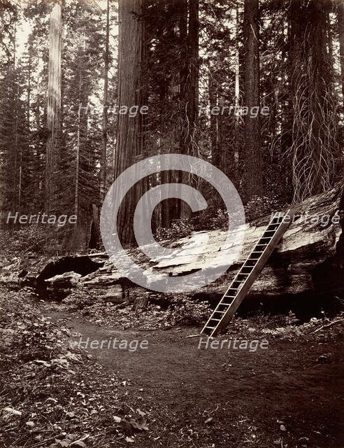 Father of the Forest, 1865-66, printed ca. 1876. Creator: Carleton Emmons Watkins.