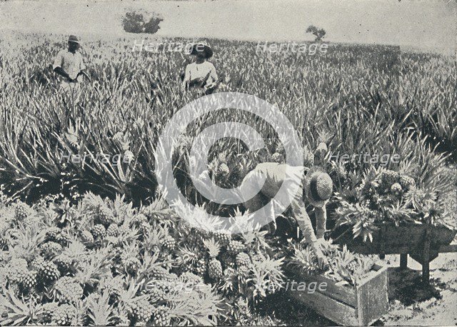 'Pine-Apple Plantation', 1916. Artist: Unknown.