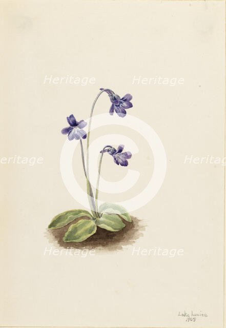 Northern Butterwort (Pinguicula vulgaris), 1903. Creator: Mary Vaux Walcott.