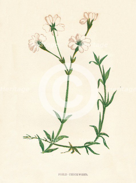 'Field Chickweed', c1891, (1891). Artist: Anne Pratt.