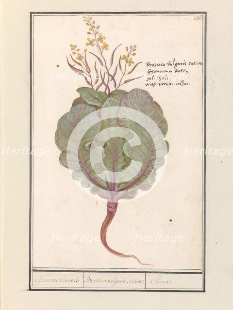 Cabbage (Brassica oleracea), 1596-1610. Creators: Anselmus de Boodt, Elias Verhulst.