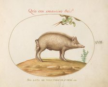 Animalia Qvadrvpedia et Reptilia (Terra): Plate XVIII, c. 1575/1580. Creator: Joris Hoefnagel.