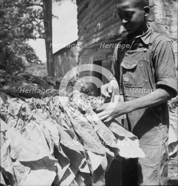 Tobacco strung on sticks, Granville County, North Carolina, 1939. Creator: Dorothea Lange.