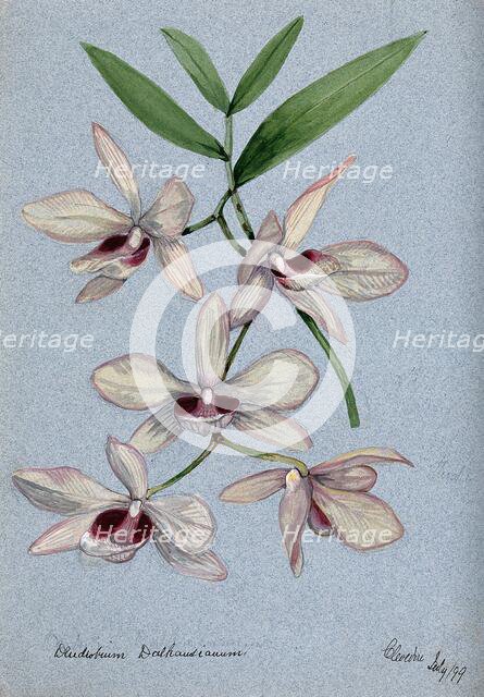 An orchid (Dendrobium Dalhausianum): flowering stem, 1899. Creator: Unknown.