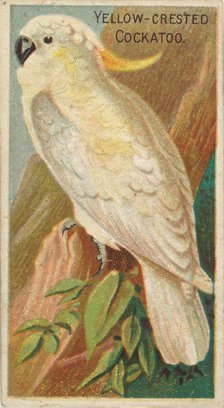 Yellow-Crested Cockatoo, from the Birds of the Tropics series (N5) for Allen & Ginter Ciga..., 1889. Creator: Allen & Ginter.